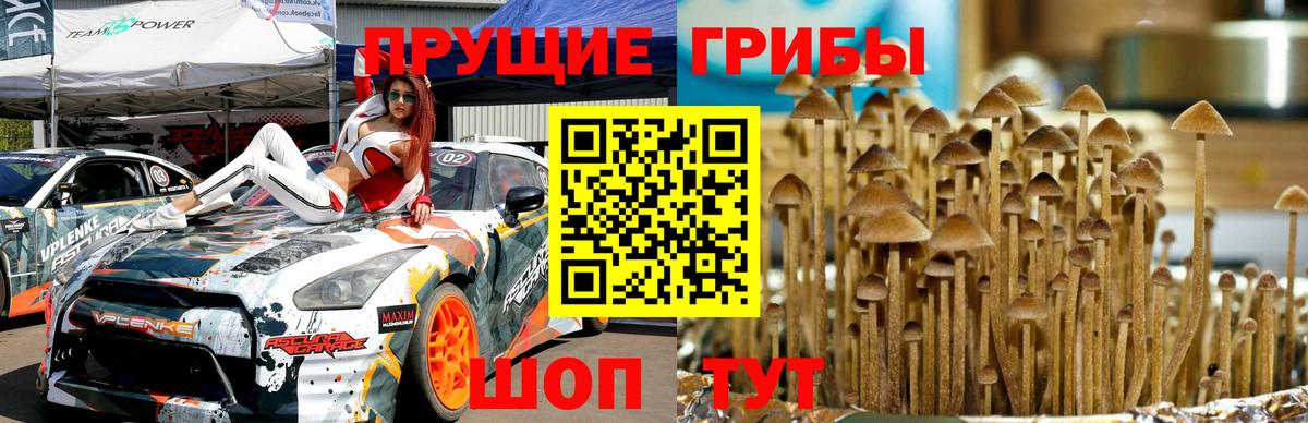 Псилоцибиновые грибы Psilocybine cubensis Бийск